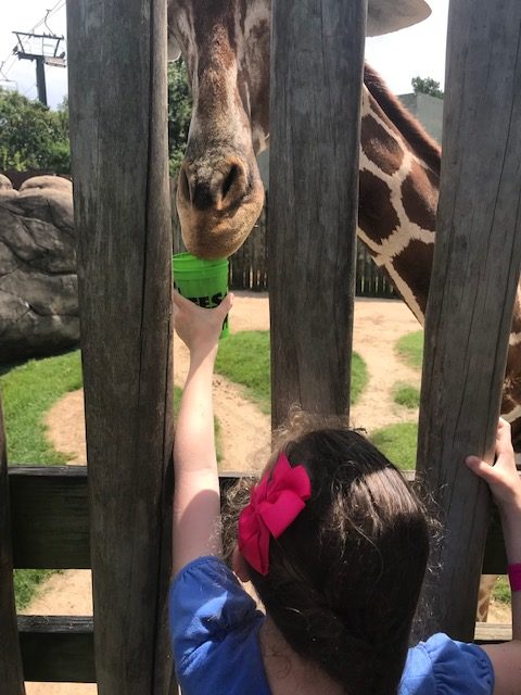 child feeding a giraffe